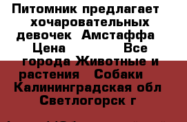 Питомник предлагает 2-хочаровательных девочек  Амстаффа › Цена ­ 25 000 - Все города Животные и растения » Собаки   . Калининградская обл.,Светлогорск г.